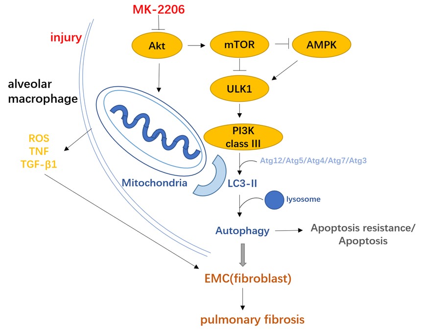 figure 6 regulatory mechanism after the inhibition tests for akt in ...