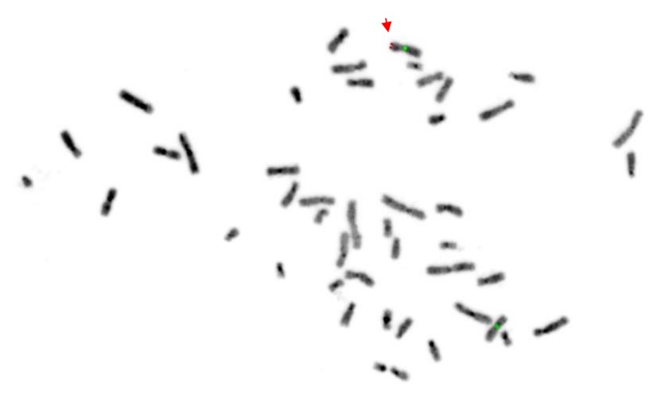 figure 5 fish analysis with probes for the sry gene red and the x ...